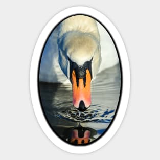 Mute Swan Sticker